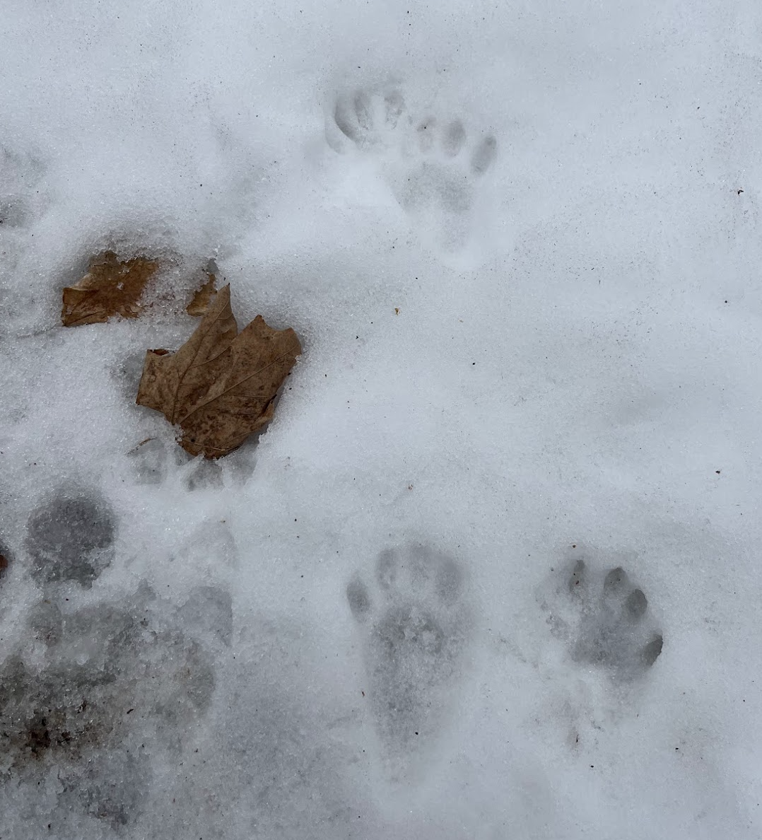 Nature school activity